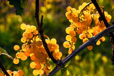 Riesling