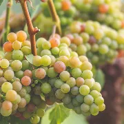 Gewurztraminer
