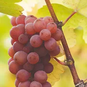 Pinot Gris