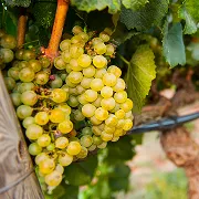 Pinot Blanc